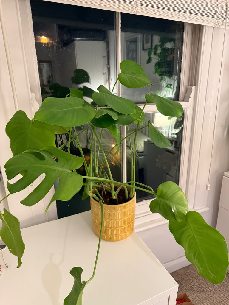 Monstera plant (without planter)