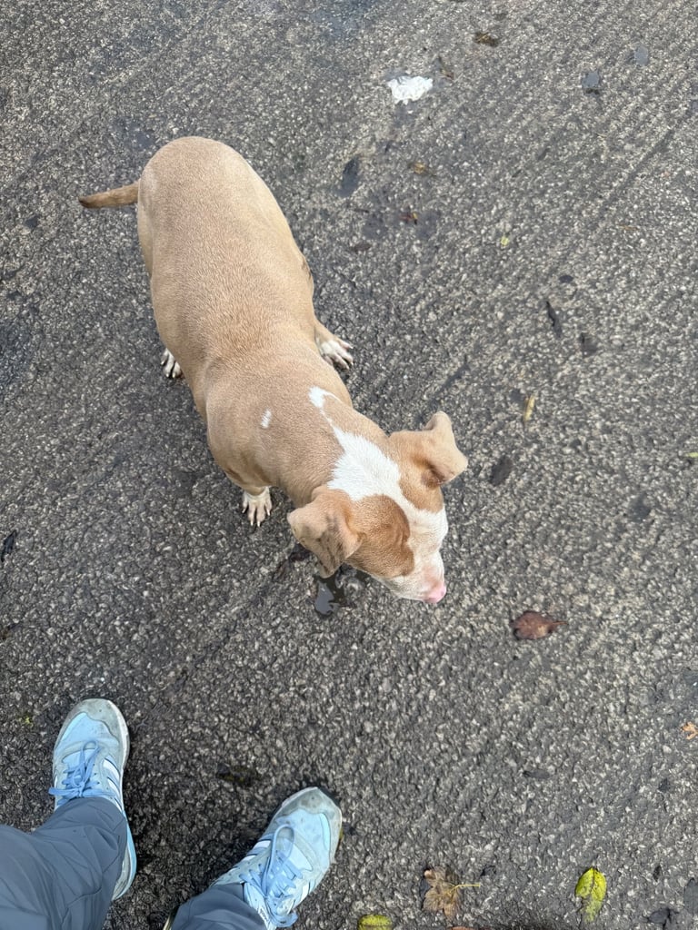 American bully Cross breed 