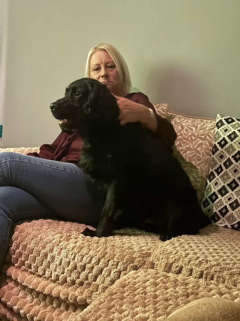 image for Spaniel for sale