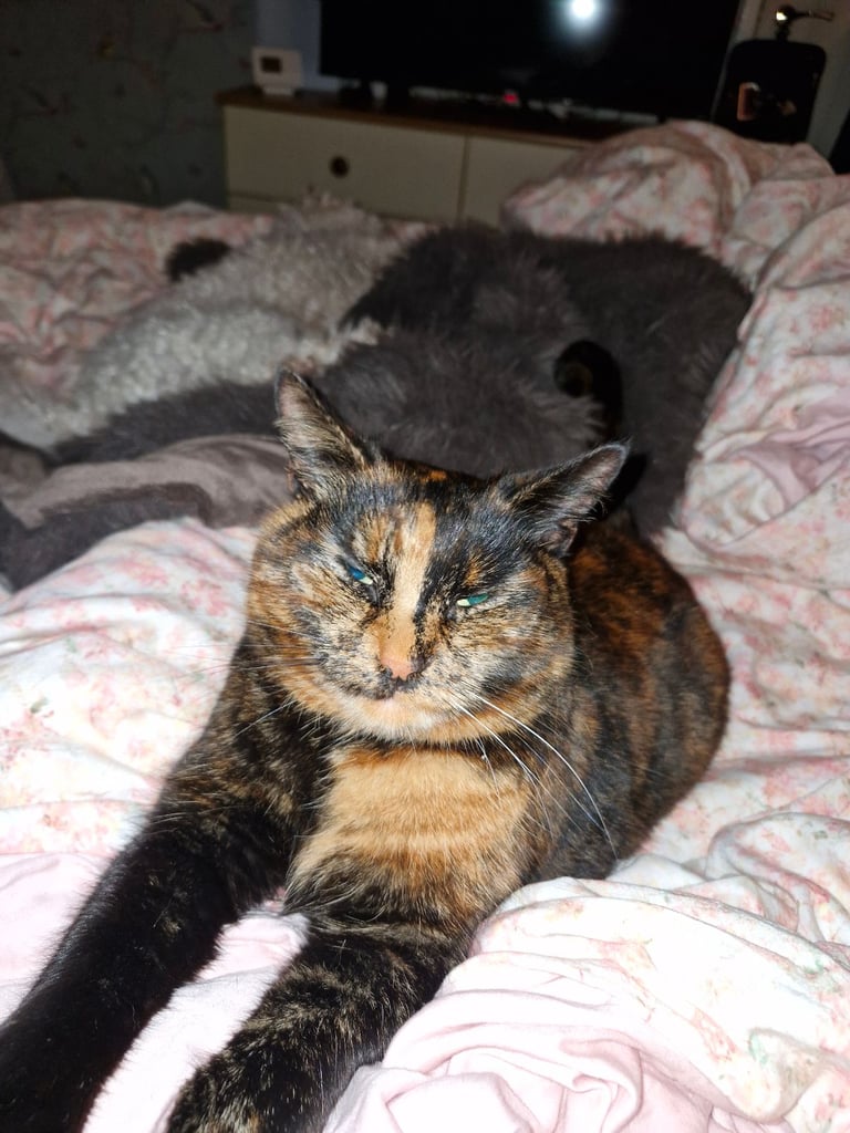 BEAUTIFUL TORTY SAGE 