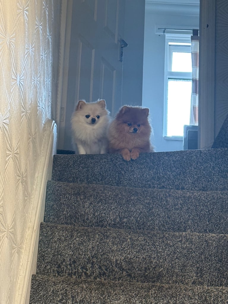 Champion blood line pomeranians 