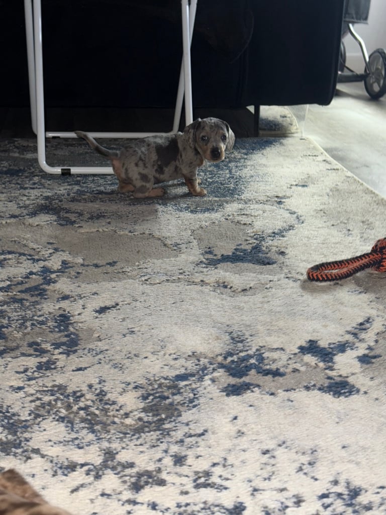 Miniature dachshund puppies 
