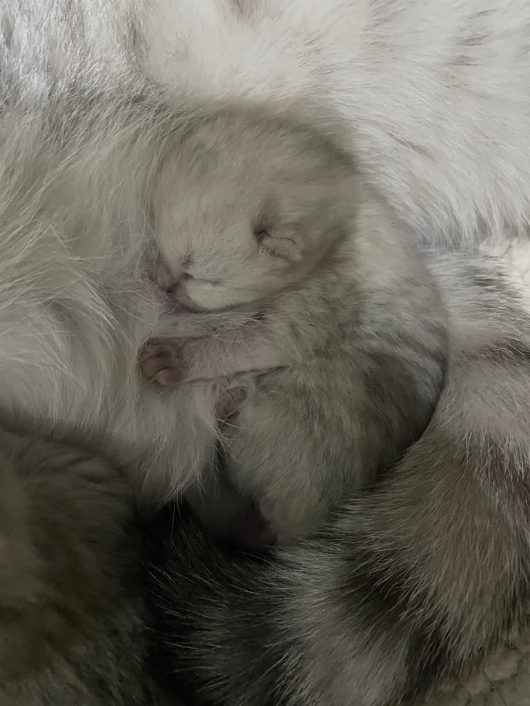 Pedigree British Short Hair Kittens