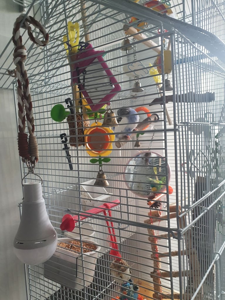 2 lovely budgies with cage