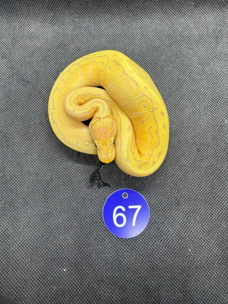 Royal python from £60