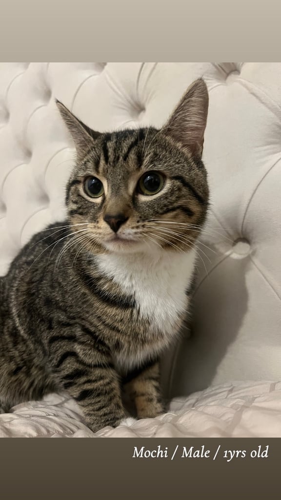 Kittens & cats available 