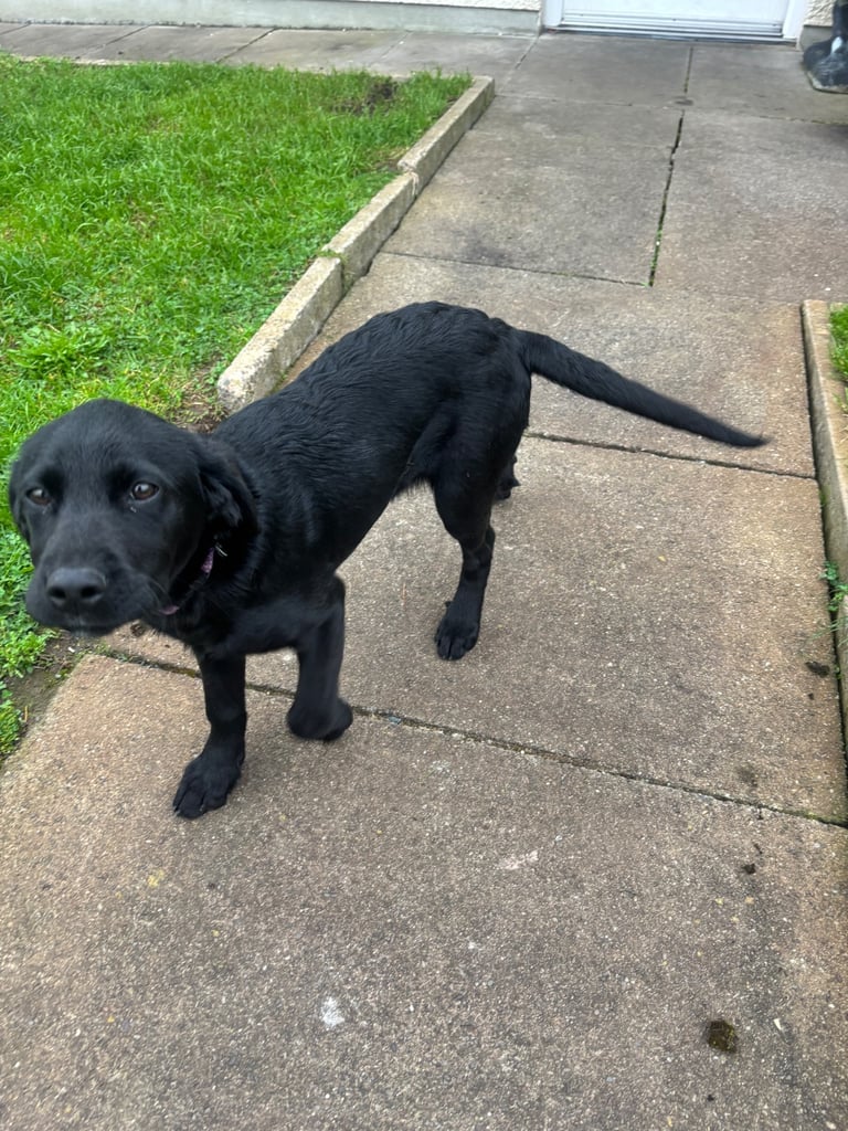 Hi for sale is my beautiful Labrador puppy