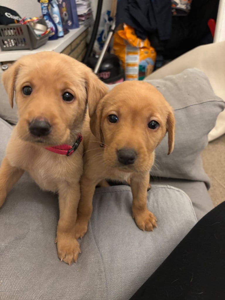 image for Red fox Labrador puppies for sale 