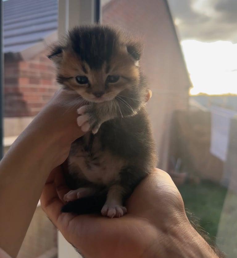🌟Rare British longhair x Scottish Kitten 🌟