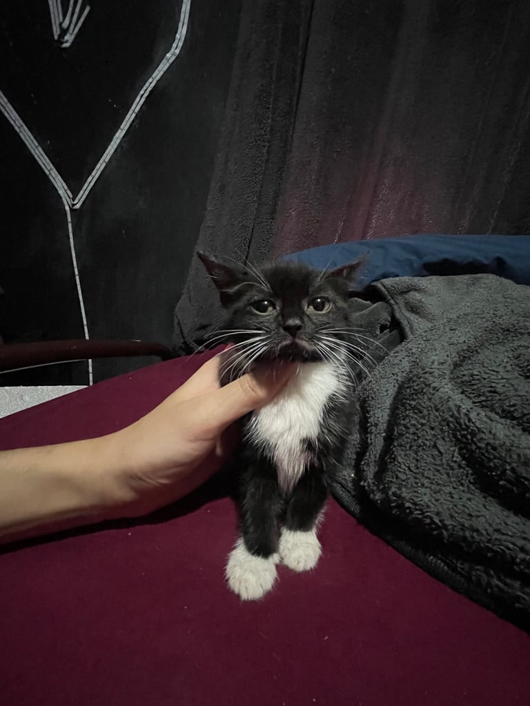 Turkish angora 4 girls 1 boy