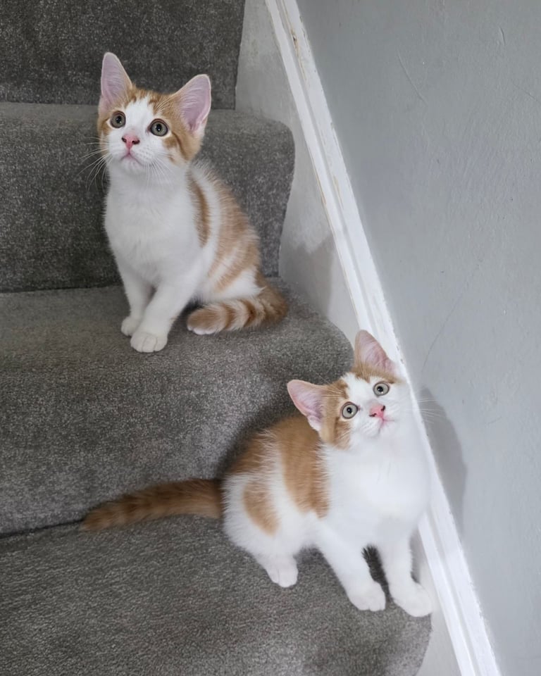 Mainecoon Cross Kittens (READY TO GO)