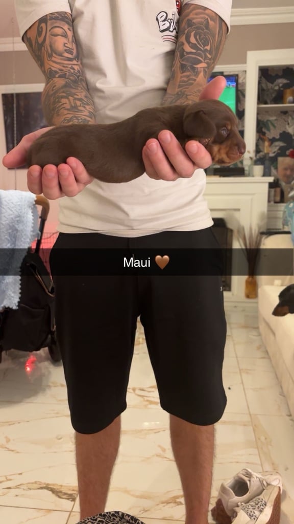 Miniature dachshund for sale £1200