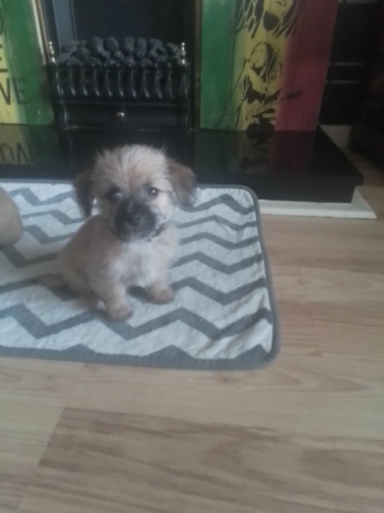 Chihuahua mixed border Terriers cross puppies 