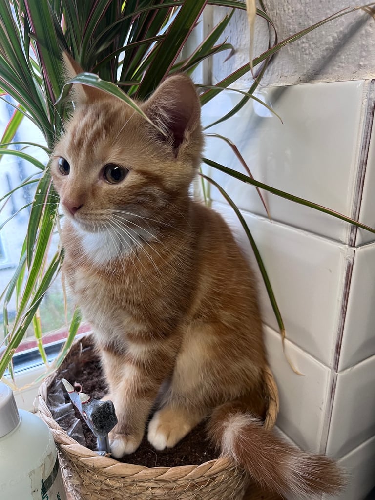 image for Male kittens available now