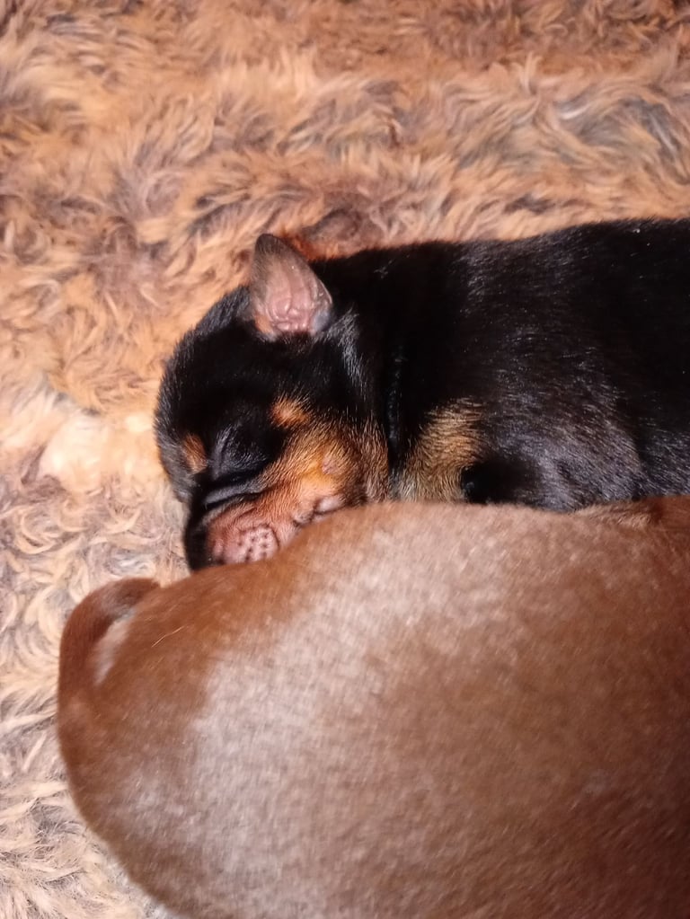 Pure breed superb lines Doberman pups