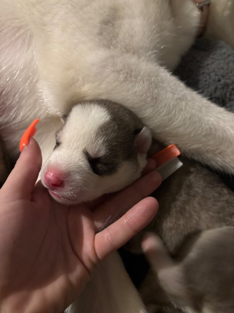 Husky puppies 