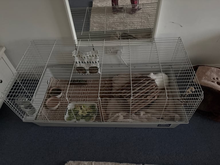 two friendly rabbits , pen,cage,accessories 