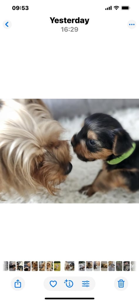 image for Yorkshire terrier