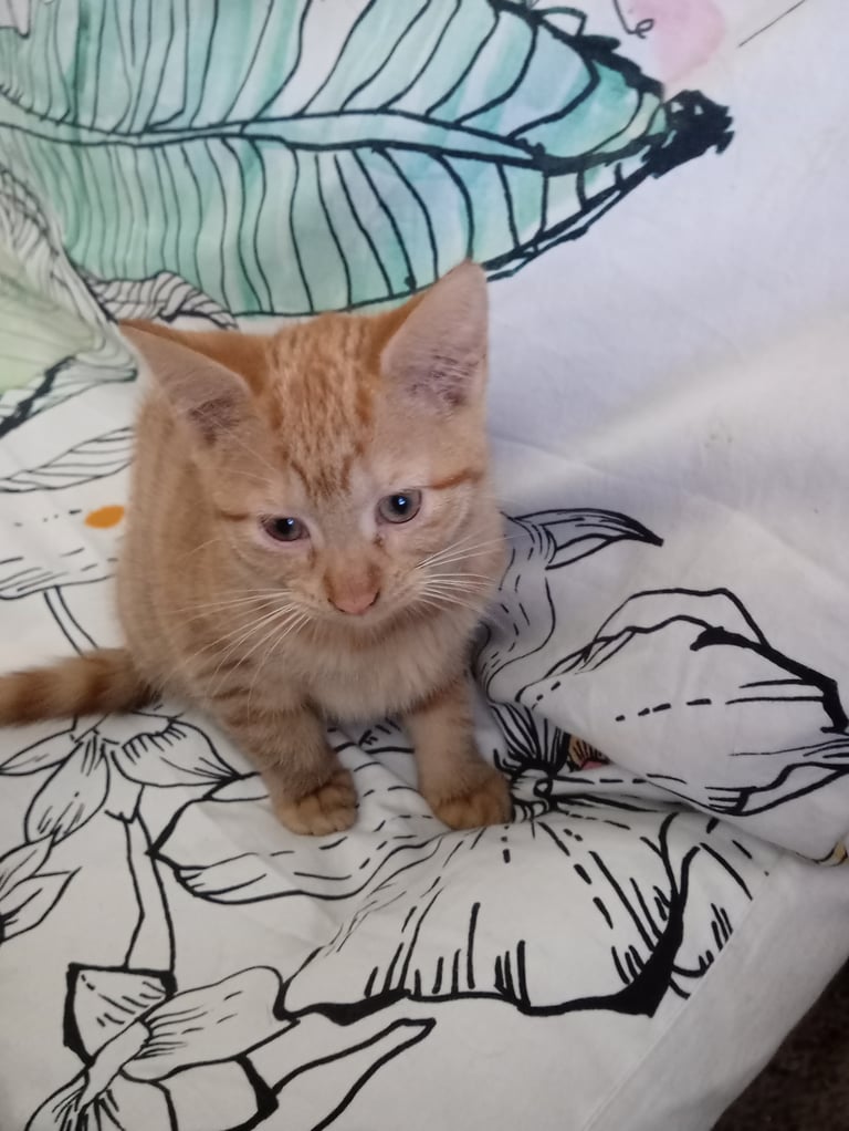 Kitten. Ginger girl