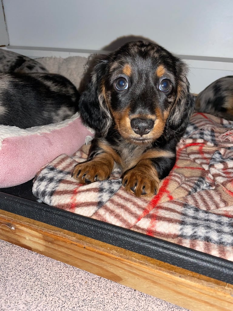 Long Haired Dachshund Puppies READY NOW!