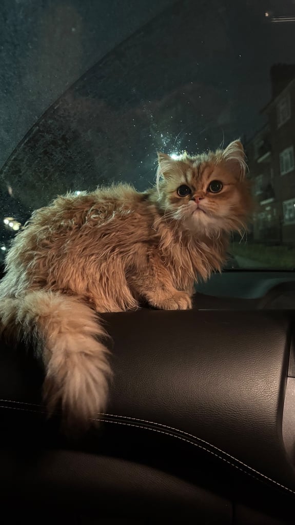 Adorable 1-Year-Old Persian Male Cat Looking for a Loving Home