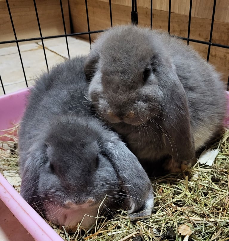 2 female pure bred french lop babies