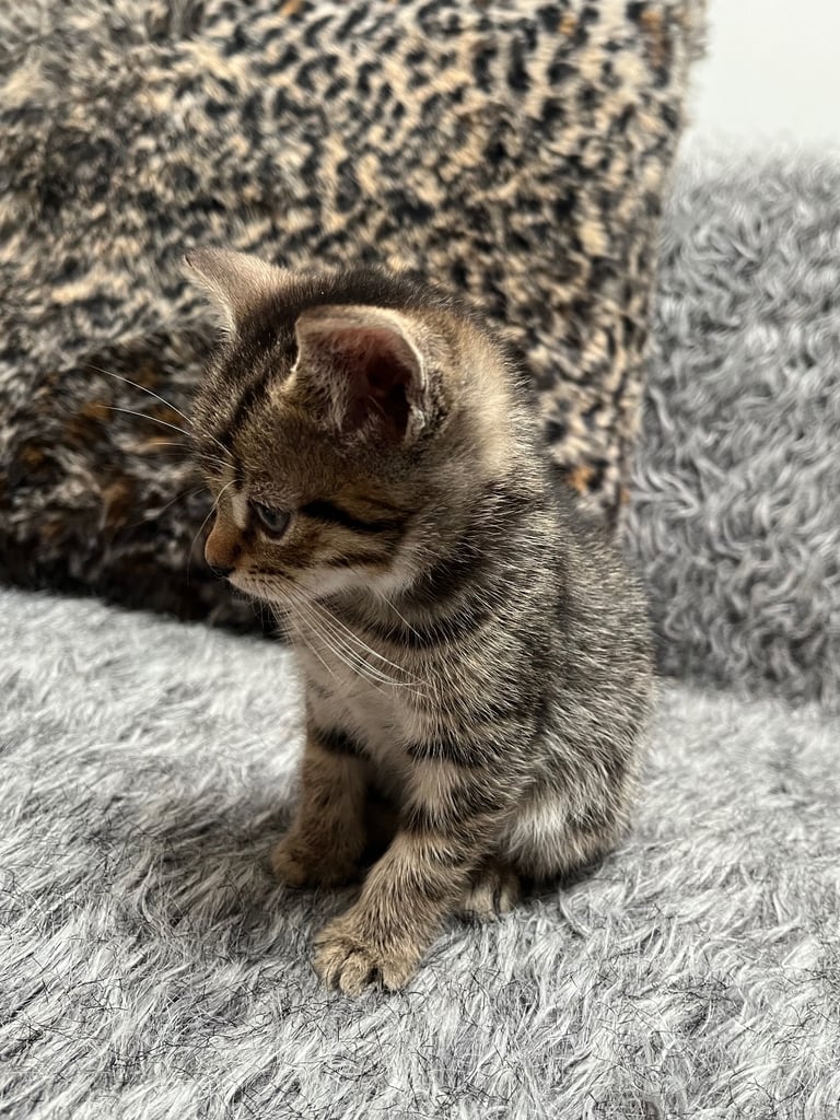 5 tabby kittens for sale 