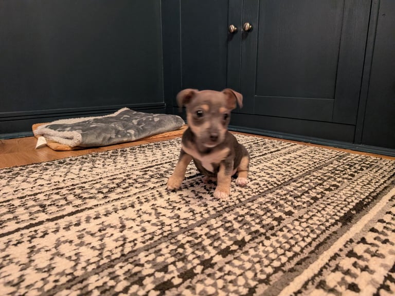 Miniature Blue and Tan Jack Russell 