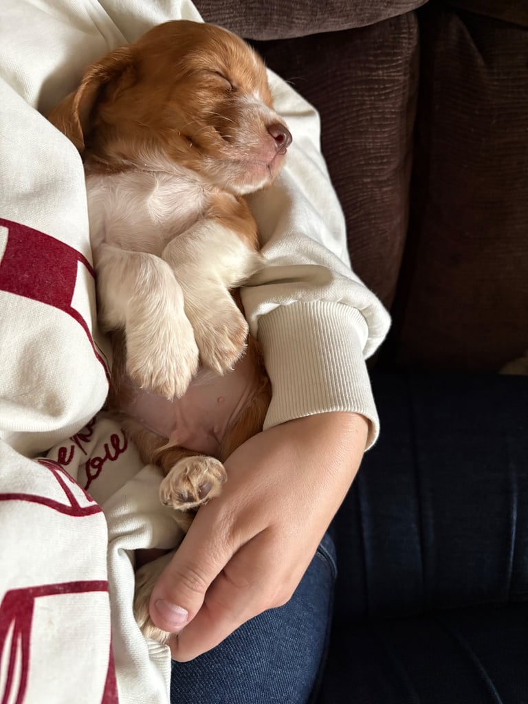 Kc cocker spaniel puppies
