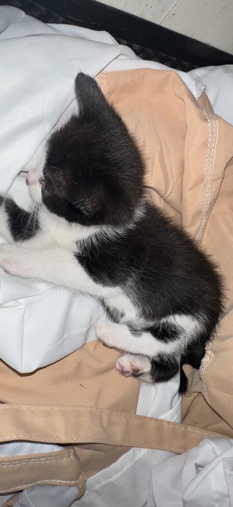 Female cat