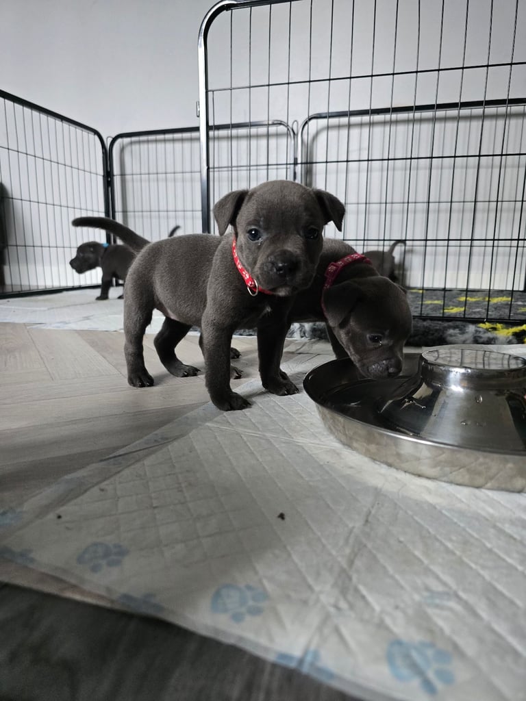 Kc reg blue Staffordshire bull terrier 