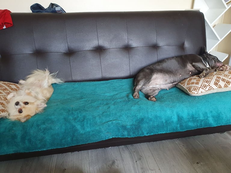 Chihuahuas and French bulldog 