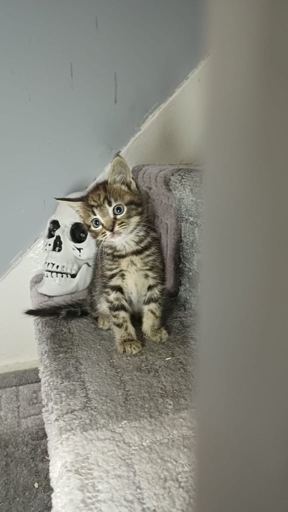 Cute tabby kittens looking lovely home