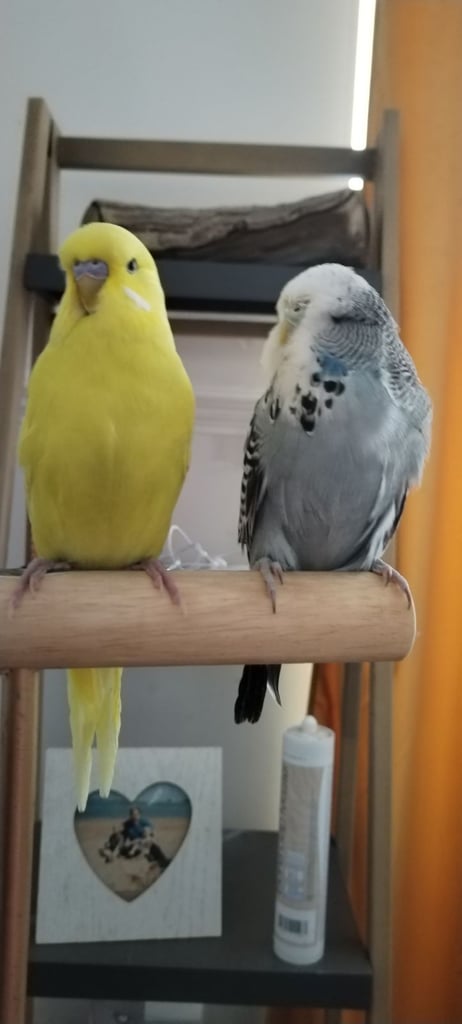 Budgies cage and finch