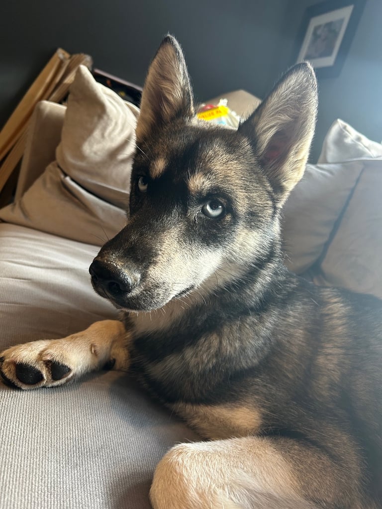 Siberian husky 6 months old