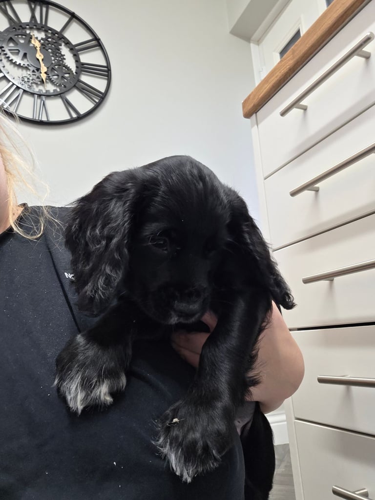 Male cocker spaniel pup