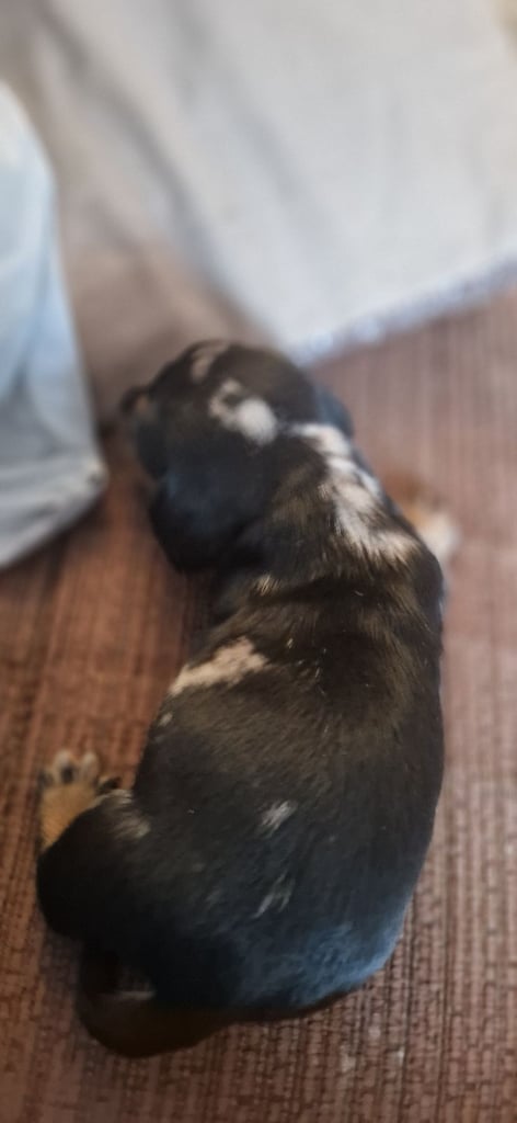 Dachsund puppies