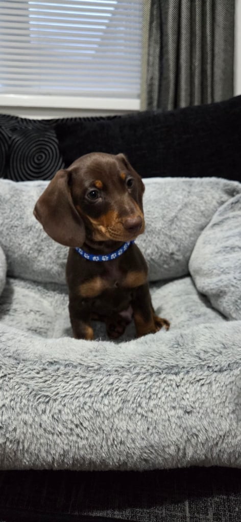 Chocolate Dachshund pup