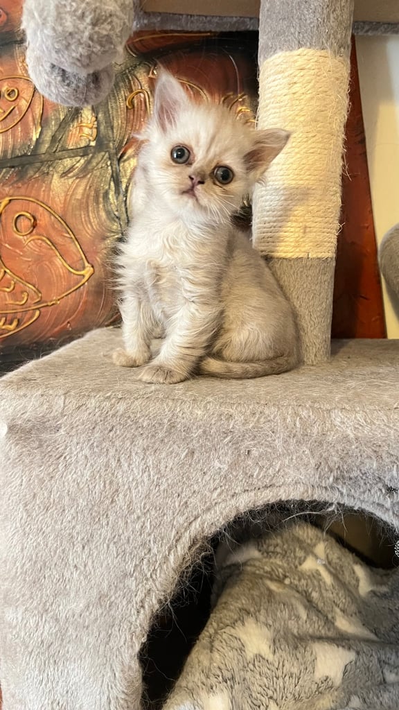 Ready to go Persian kittens 