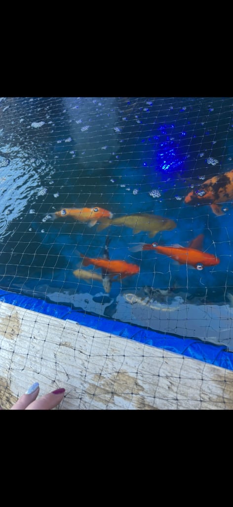 Koi pond with koi