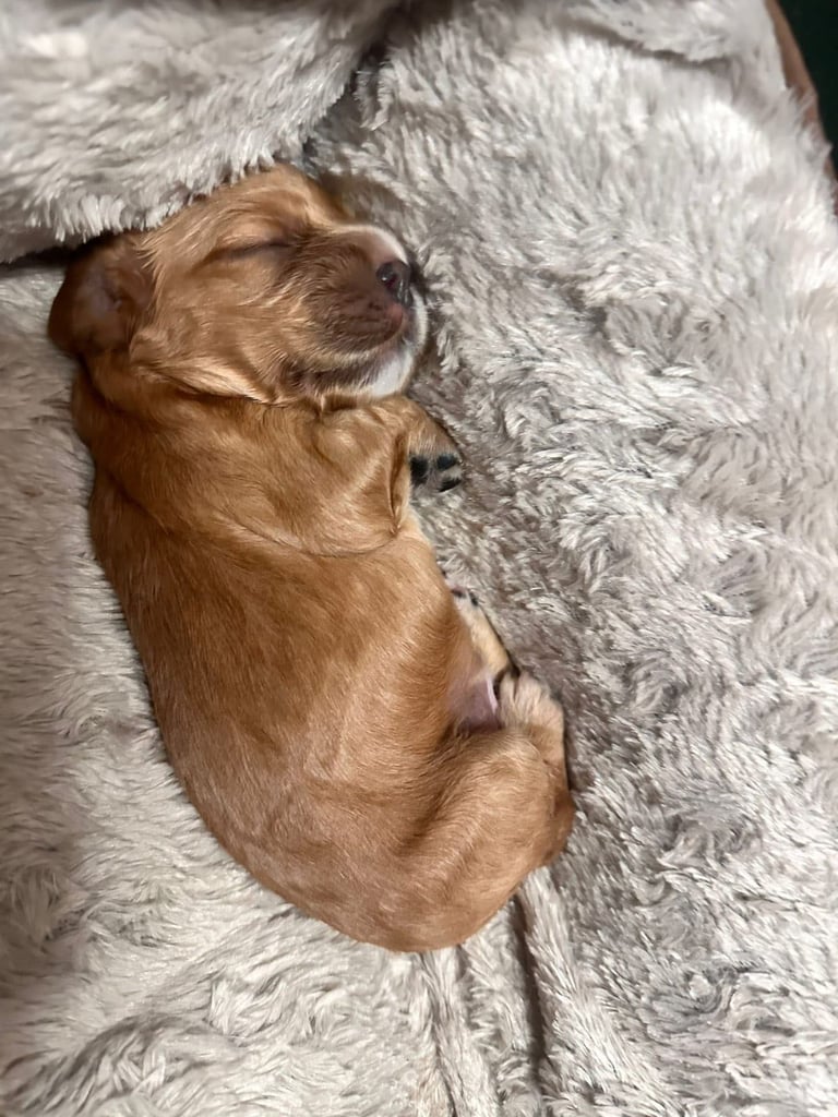 Ready to go! 1 beautiful show cocker spaniel for sale