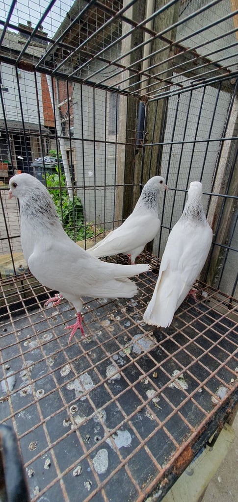 Pakistani Highflyer Pigeons For Sale