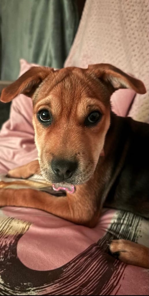 Puppy for sale Patterdale x Lakeland Terrier 