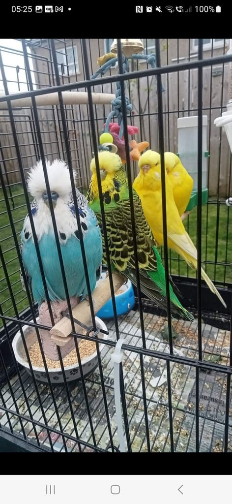 Exhibition Budgies 