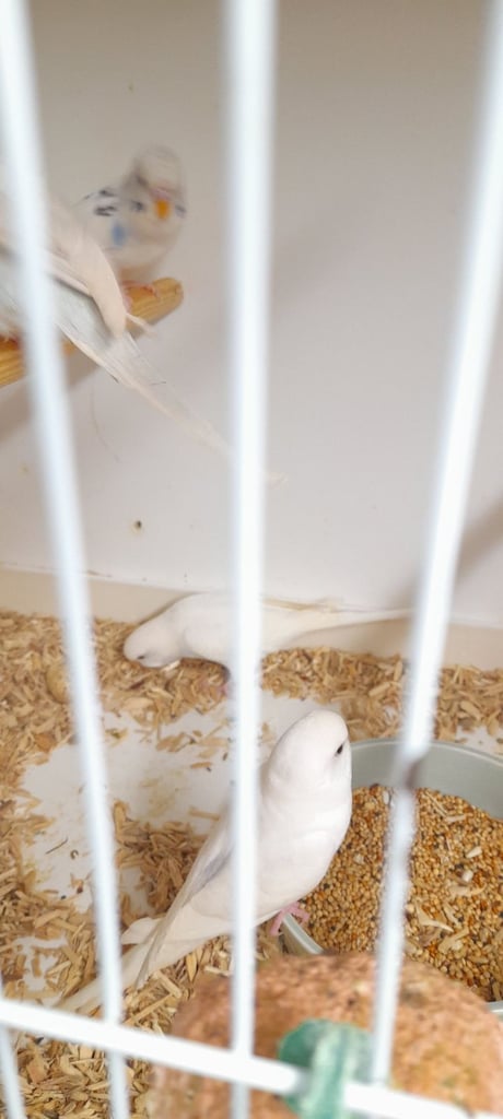 Budgies for sale 