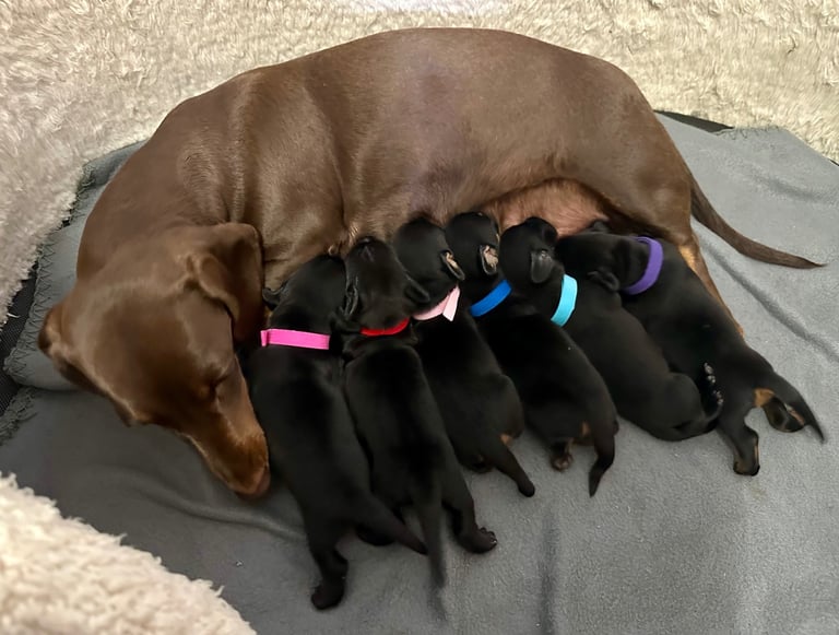 🐾 Smooth Haired Dachshund Puppies 🐾