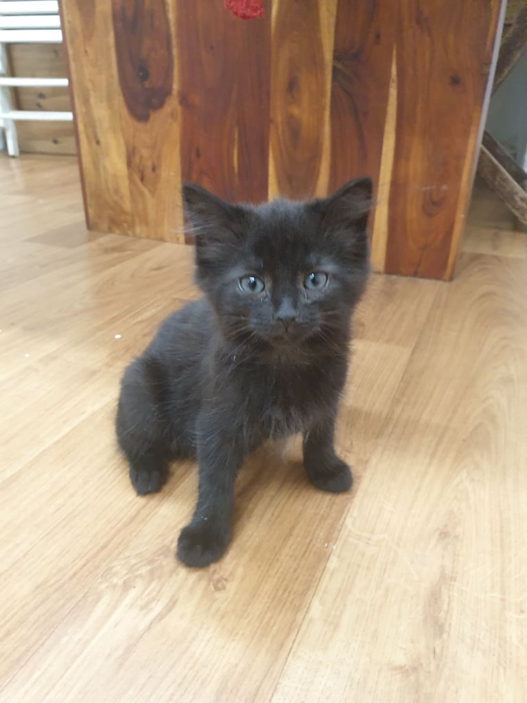 Gorgeous fluffy male black kitten, 9 weeks old