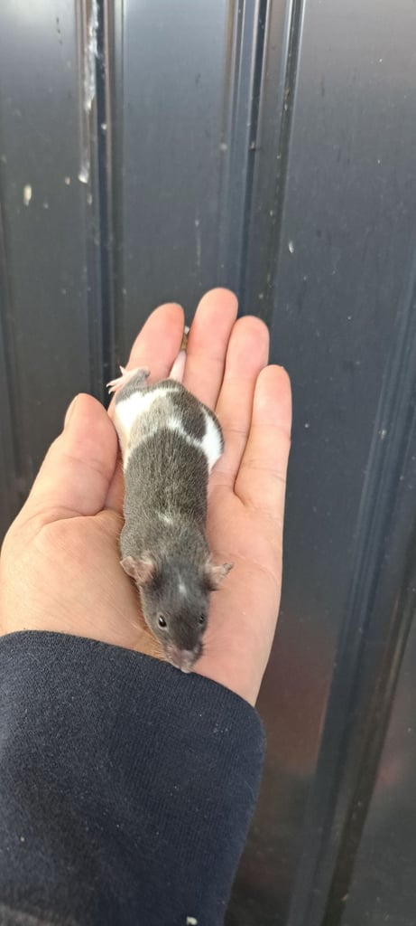 image for Fancy mice for sale 
