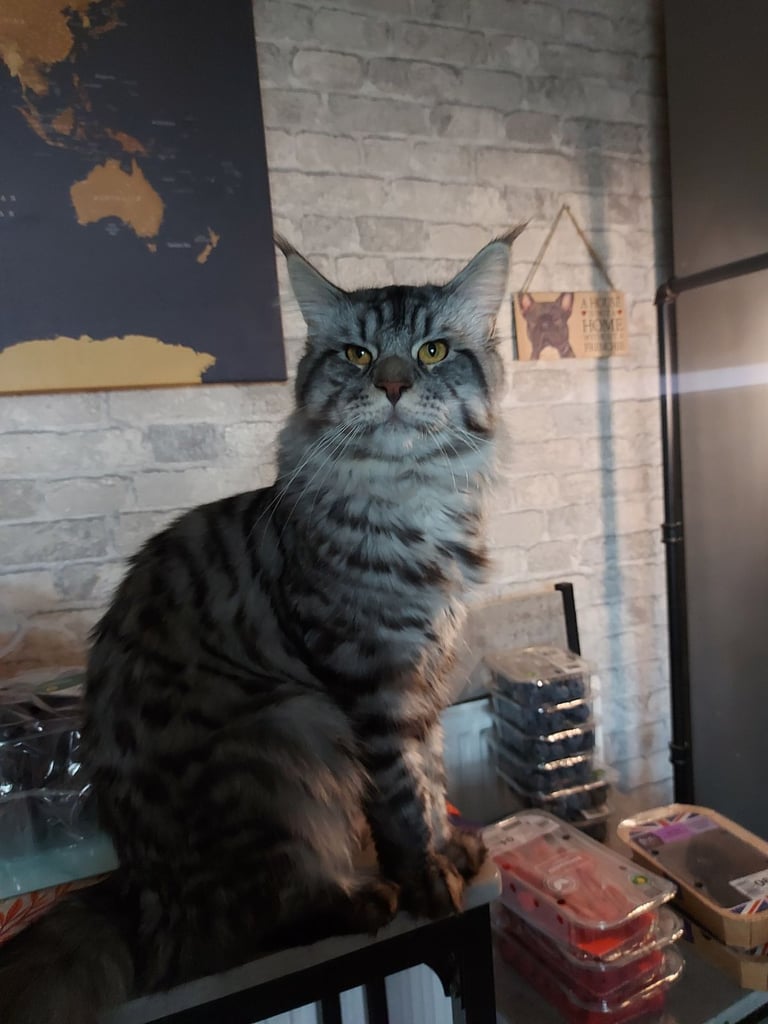 XXL Maine-coon silver tabby boy 😻