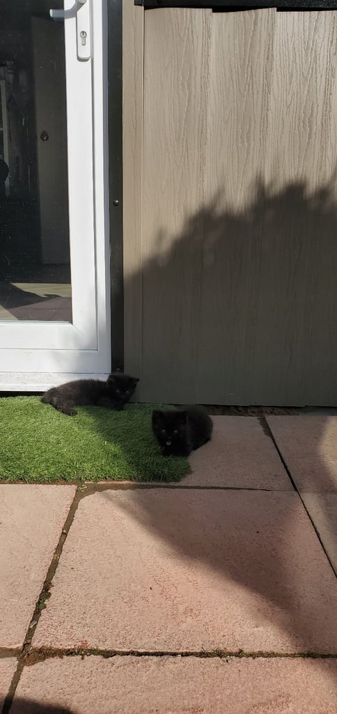 Kitten boy and girl